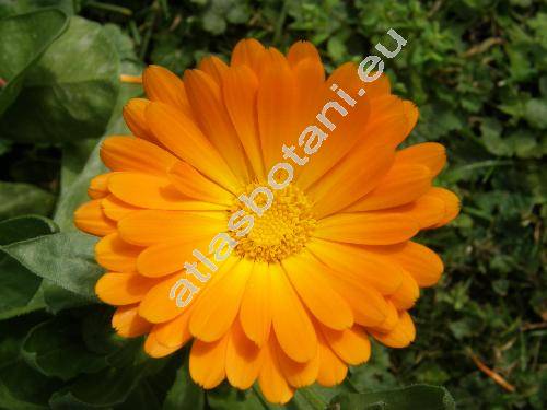 Calendula officinalis L.