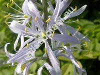 Camassia leichtlinii (Camassia leichtlinii (Bak.) Wats.)