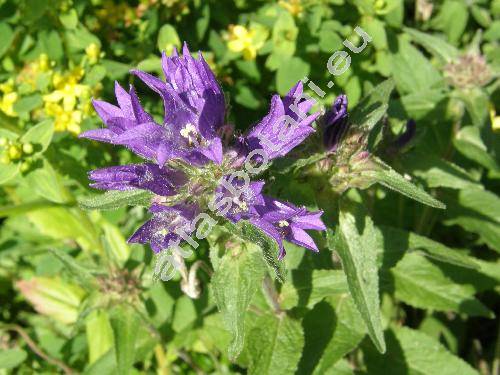 Campanula glomerata L. (Weitenwebera glomerata (L.) Opiz, Campanula petraea  F. W. Schmidt)