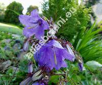 Campanula raddeana (Campanula raddeana Trauv.)