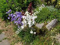 Campanula persicifolia L.