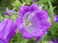 Campanula medium L. (Sykoraea hortensis Opiz)