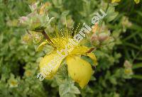 Hypericum polyphyllum (Hypericum polyphyllum Boiss. et Bal.)