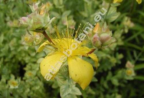 Hypericum polyphyllum (Hypericum polyphyllum Boiss. et Bal.)