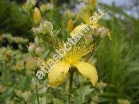 Hypericum polyphyllum (Hypericum polyphyllum Boiss. et Bal.)