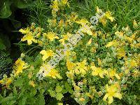 Hypericum polyphyllum (Hypericum polyphyllum Boiss. et Bal.)