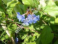 Ceratostigma plumbaginoides (Ceratostigma plumbaginoides Bunge, Plumbago larpentae Lindl., Valoradia plumbaginoides (Bunge) Boiss.)