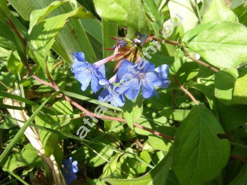 Ceratostigma plumbaginoides (Ceratostigma plumbaginoides Bunge, Plumbago larpentae Lindl., Valoradia plumbaginoides (Bunge) Boiss.)