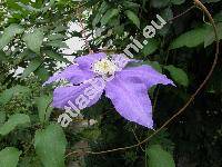 Clematis 'President'