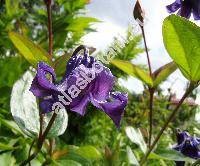 Clematis integrifolia L. (Viorna integrifolia (L.) Spach, Coriflora integrifolia (L.) W. A. Weber, Clematis nutans Crantz)