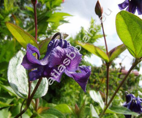 Clematis integrifolia L. (Viorna integrifolia (L.) Spach, Coriflora integrifolia (L.) W. A. Weber, Clematis nutans Crantz)