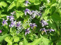 Clematis integrifolia L. (Viorna integrifolia (L.) Spach, Coriflora integrifolia (L.) W. A. Weber, Clematis nutans Crantz)