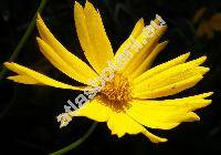 Coreopsis grandiflora (Coreopsis grandiflora Hogg ex Sweet)