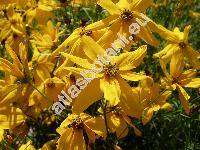 Coreopsis verticillata L. (Coreopsis tenuifolia Ehrh.)