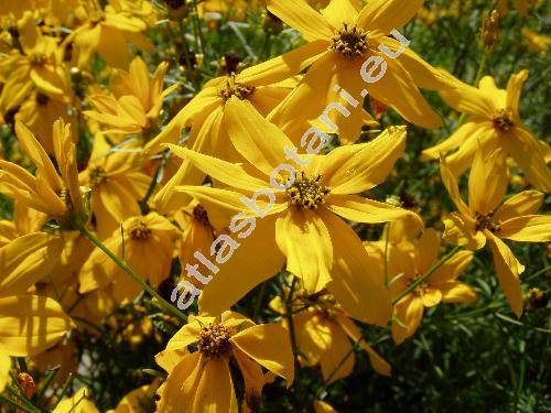 Coreopsis verticillata L. (Coreopsis tenuifolia Ehrh.)