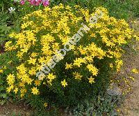 Coreopsis verticillata L. (Coreopsis tenuifolia Ehrh.)