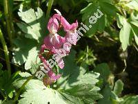 Corydalis cava (Corydalis cava (L.) Schweigg. et Koerte, Fumaria cava (L.) Mill., Fumaria bulbosa, Corydalis tuberosa DC.)