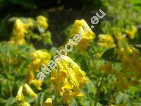 Corydalis lutea (Corydalis lutea (L.) DC., Pseudofumaria lutea (L.) Borkh.)