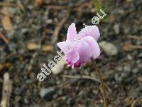 Cyclamen purpurascens Mill. (Cyclamen europaeum auct.)