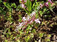 Daphne cneorum L. (Thymelaea cneorum, Daphne odorata)
