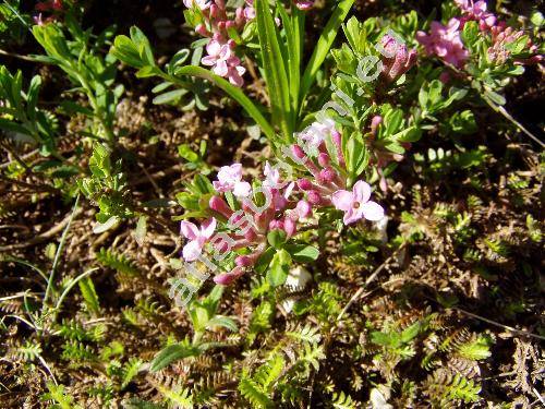 Daphne cneorum L. (Thymelaea cneorum, Daphne odorata)