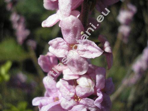 Daphne mezereum L. (Thymelaea mezereum)