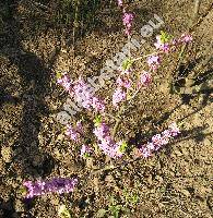 Daphne mezereum L. (Thymelaea mezereum)