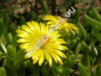 Delosperma nubigenum (Delosperma nubigenum (Schlecht.) Bol., Mesembryanthemum nubigenum Schlecht.)