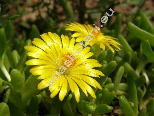 Delosperma nubigenum (Delosperma nubigenum (Schlecht.) Bol., Mesembryanthemum nubigenum Schlecht.)