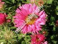 Aster novae-angliae L. (Virgulus novae-angliae (L.) Rev. et Keener, Symphyotrichum novae-angliae  (L.) Nes.)