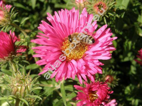 Aster novae-angliae L. (Virgulus novae-angliae (L.) Rev. et Keener, Symphyotrichum novae-angliae  (L.) Nes.)