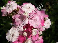 Dianthus barbatus L.