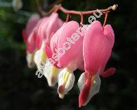 Dicentra spectabilis (L.) Lemaire (Fumaria spectabilis L., Corydalis spectabilis Pers.)