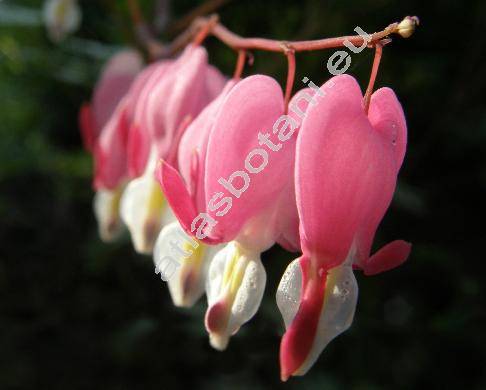 Dicentra spectabilis (L.) Lemaire (Fumaria spectabilis L., Corydalis spectabilis Pers.)