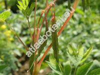 Dicentra spectabilis (L.) Lemaire (Fumaria spectabilis L., Corydalis spectabilis Pers.)