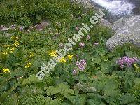 Doronicum austriacum Jacq. (Doronicum pardalianches L.)