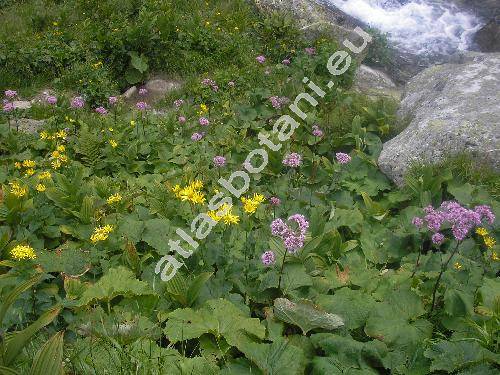 Doronicum austriacum Jacq. (Doronicum pardalianches L.)