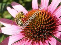 Echinacea purpurea L. (Echinacea purpurea (L.) Moench, Rudbeckia purpurea L.)