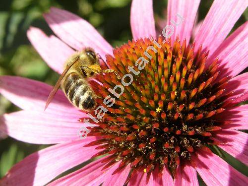 Echinacea purpurea L. (Echinacea purpurea (L.) Moench, Rudbeckia purpurea L.)