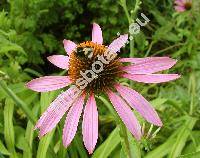 Echinacea purpurea L. (Echinacea purpurea (L.) Moench, Rudbeckia purpurea L.)