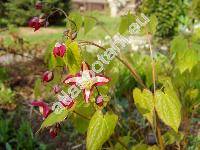 Epimedium alpinum L.