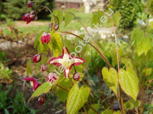 Epimedium alpinum L.