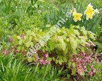 Epimedium alpinum L.