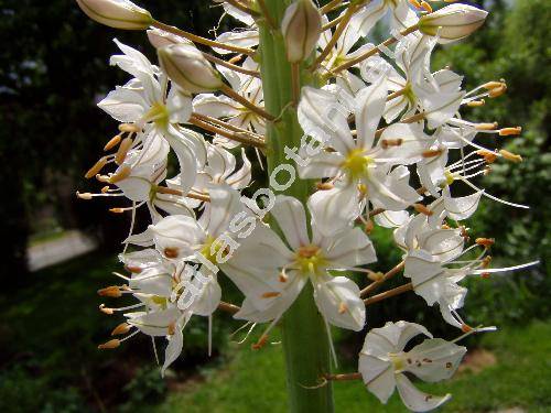 Eremurus robustus