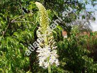 Eremurus robustus