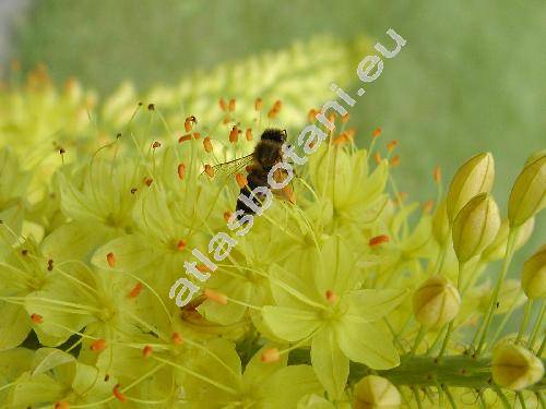 Eremurus bungei (Eremurus stenophyllus (Boiss. et Buhse) Baker)