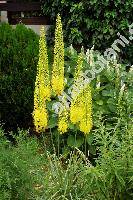 Eremurus bungei (Eremurus stenophyllus (Boiss. et Buhse) Baker)