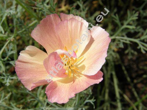 Eschscholtzia californica Lam. (Eschscholzia californica Cham., Eschscholtzia crocea, Eschscholtzia douglasii)