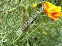 Eschscholtzia californica Lam. (Eschscholzia californica Cham., Eschscholtzia crocea, Eschscholtzia douglasii)