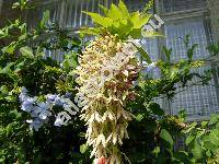 Eucomis bicolor (Eucomis bicolor Bak.)